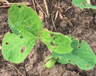 Feeding damage from bean leaf beetle