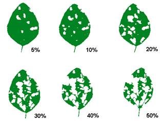 Stages of defoliation on a soybean leaf.