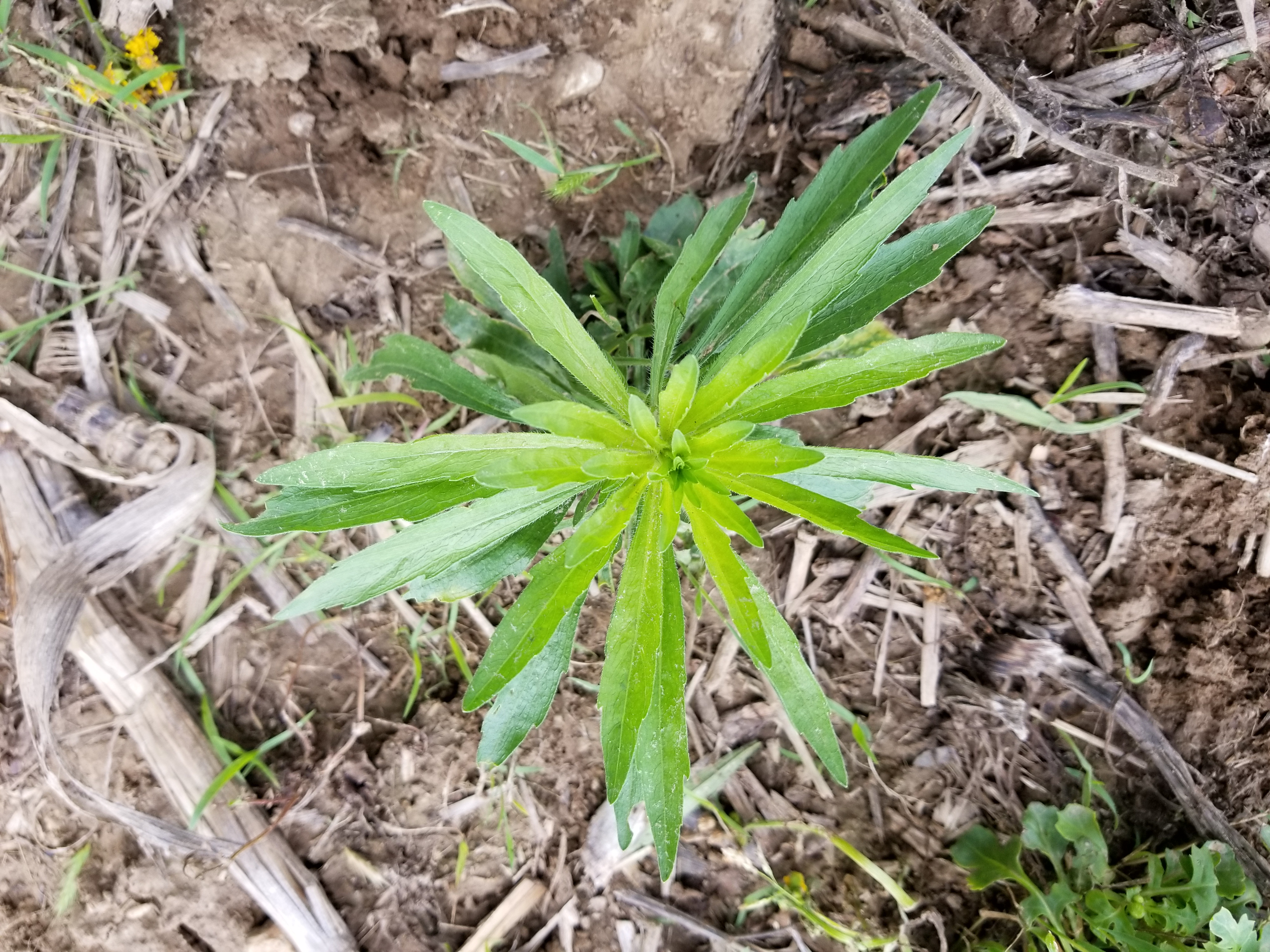 horseweed