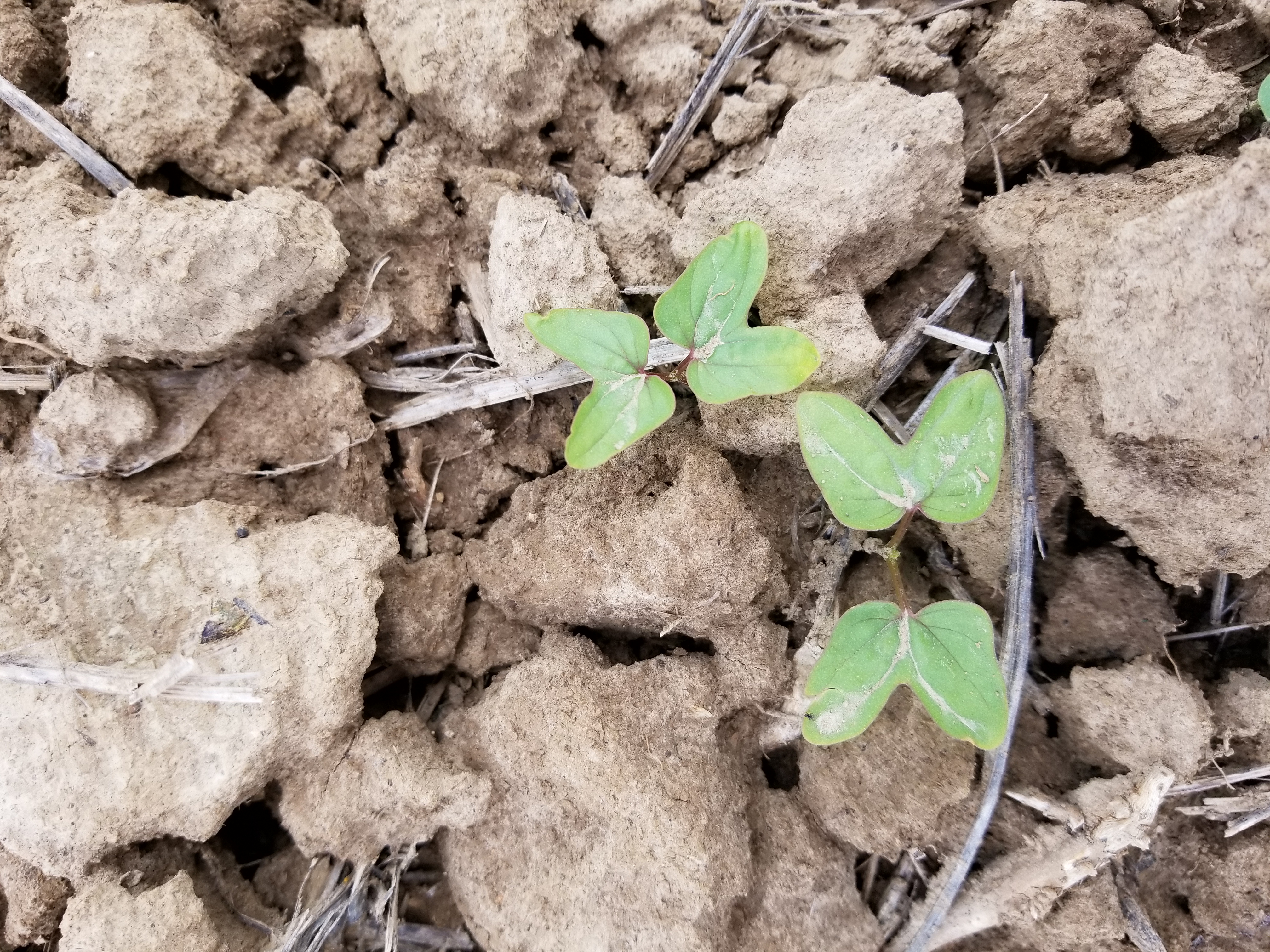 Ivy-leaf morning glory weed