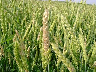 Wheat heads with bleaching due to FHB